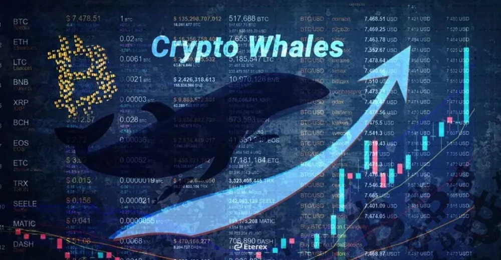 نهنگ کریپتو در دارک پول